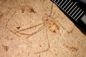 Media type: image;   Entomology PALE-25325